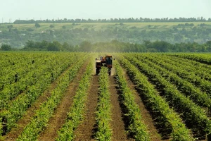 big-vinogradniki-1