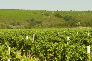 big-vinogradniki-2