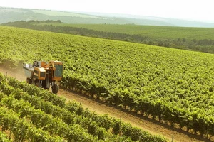big-vinogradniki-3